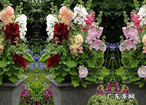 蜀葵是一年生还是多年生