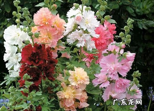 蜀葵是一年生还是多年生