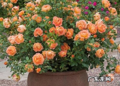 夏洛特夫人可以盆栽吗