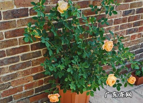 夏洛特夫人可以盆栽吗