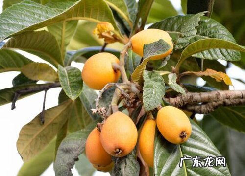 枇杷可以盆栽吗