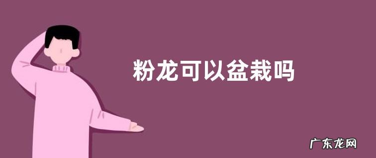 粉龙可以盆栽吗