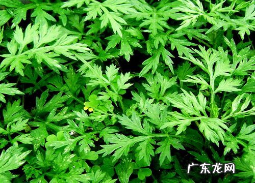 艾草可以盆栽吗