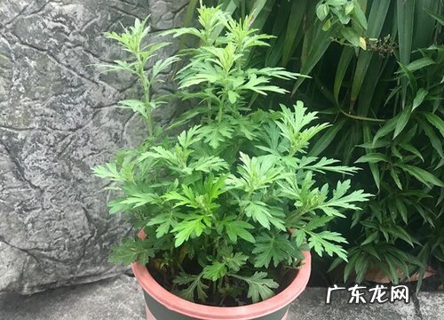 艾草可以盆栽吗