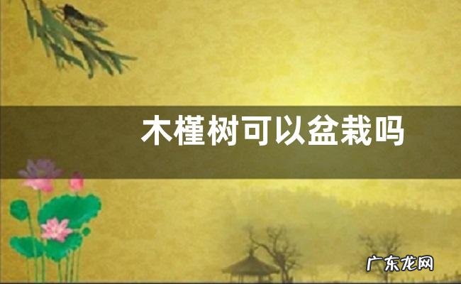 木槿树可以盆栽吗