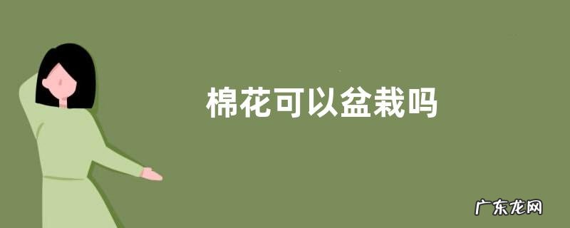 棉花可以盆栽吗