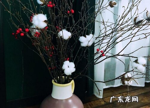 棉花可以盆栽吗