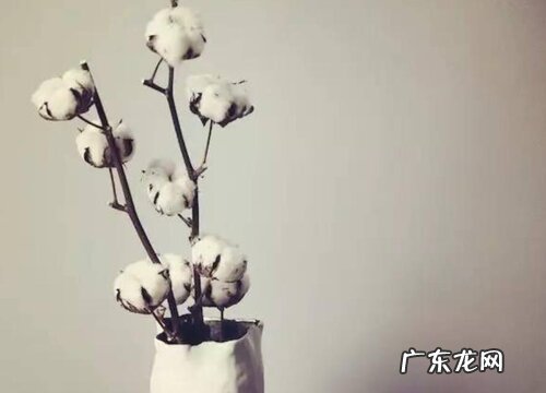 棉花可以盆栽吗