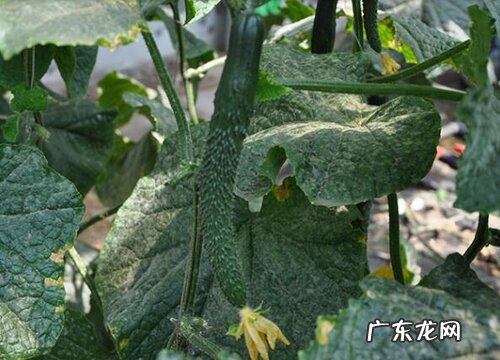 黄瓜可以盆栽吗