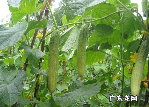 黄瓜可以盆栽吗