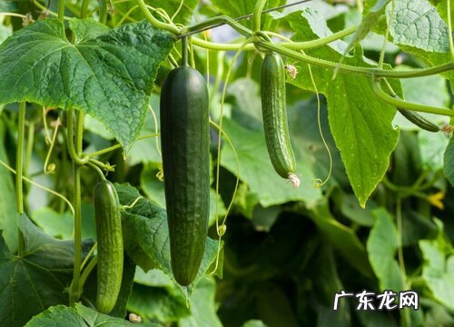 黄瓜可以盆栽吗