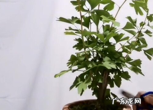 银杏可以盆栽吗