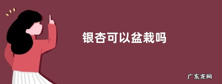 银杏可以盆栽吗