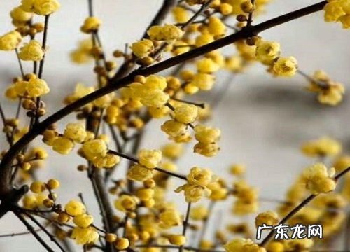 冬天养什么植物最耐寒 适合冬季养的耐寒花卉绿植