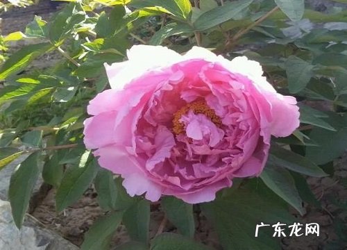 冬天养什么植物最耐寒 适合冬季养的耐寒花卉绿植