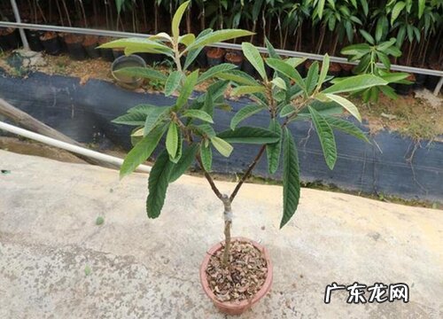 枇杷可以种在花盆里吗