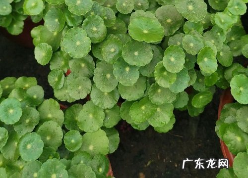 茶叶水可以浇铜钱草吗