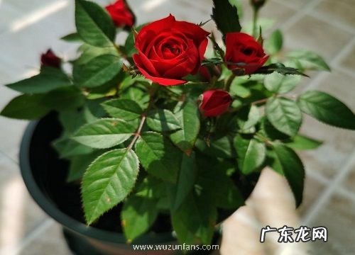 玫瑰可以种在花盆里吗