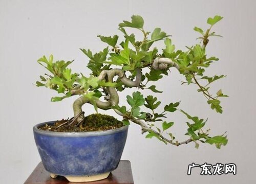 山楂树可以种在花盆里吗