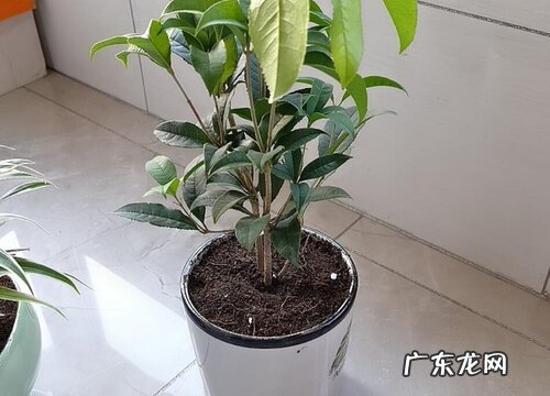 桂花喜阳光吗