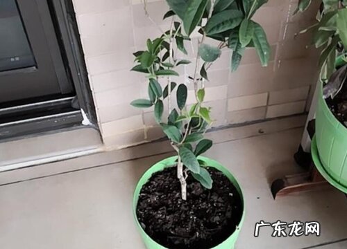 桂花喜阳光吗