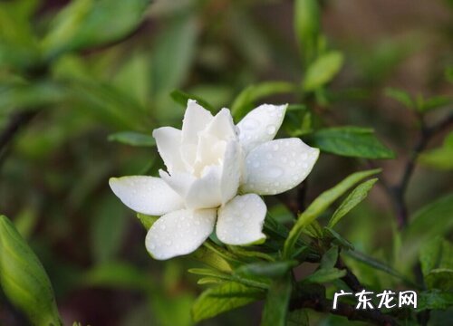 栀子花喜阳光吗