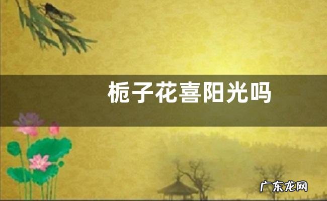 栀子花喜阳光吗