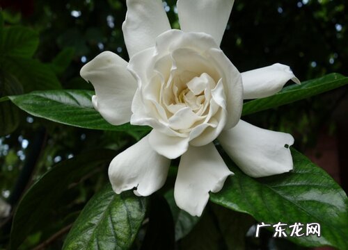 栀子花喜阳光吗