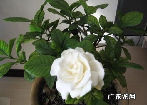 栀子花喜阳光吗