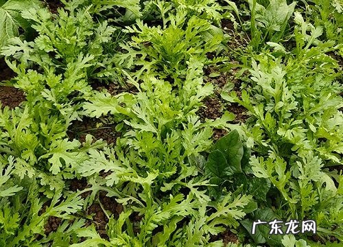 茼蒿几天发芽出苗 播种下要多久才能出苗