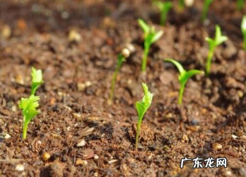 茼蒿几天发芽出苗 播种下要多久才能出苗