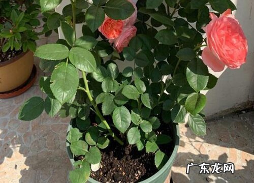 果汁阳台怕晒吗 怕阳光晒吗