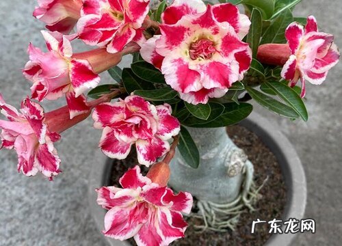 沙漠玫瑰水浇多了怎么办