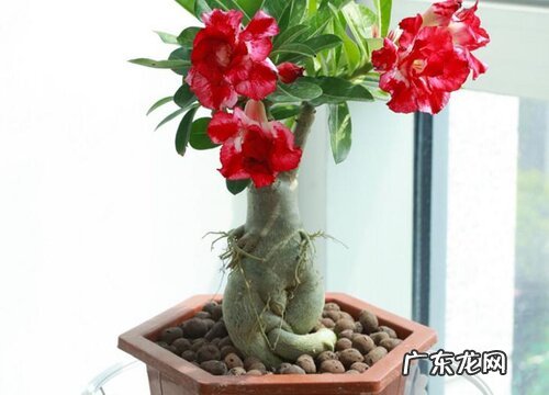 沙漠玫瑰水浇多了怎么办