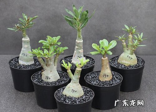 沙漠玫瑰水浇多了怎么办