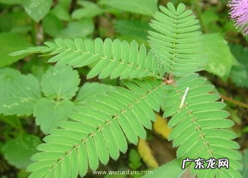 含羞草会开花吗 开花的颜色与样子