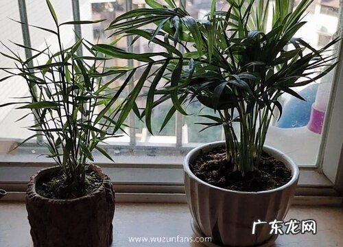 凤尾竹怕晒吗 怕阳光晒吗