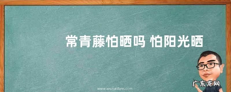 常青藤怕晒吗 怕阳光晒吗