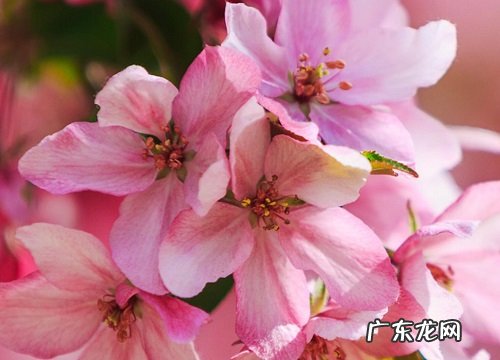 家中适合养什么花