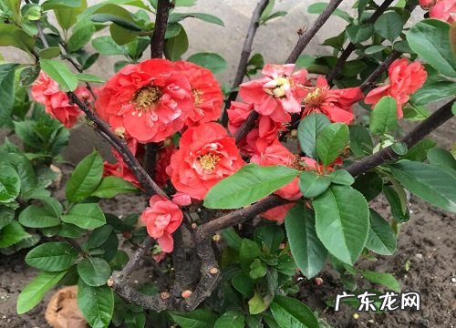 家中适合养什么花