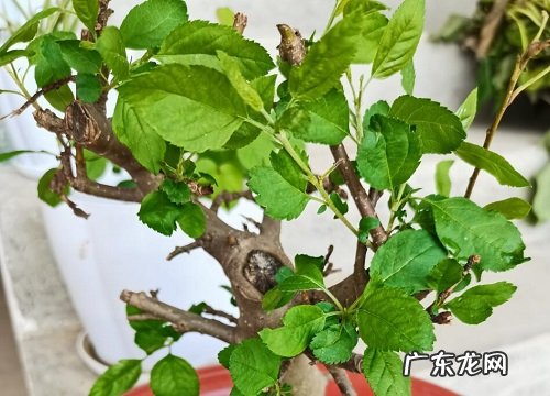 家中适合养什么花