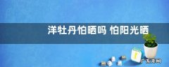 洋牡丹怕晒吗 怕阳光晒吗