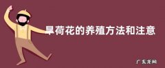 旱荷花的养殖方法和注意事项有哪些