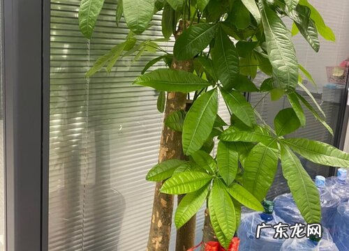 发财树怕晒吗 怕阳光晒吗