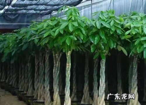 发财树怕晒吗 怕阳光晒吗
