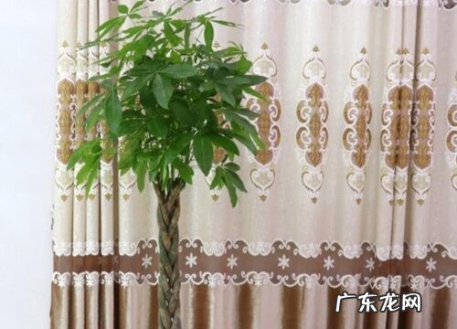 发财树怕晒吗 怕阳光晒吗