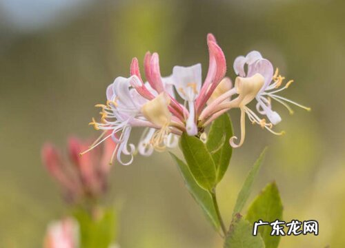 金银花怕晒吗 怕阳光晒吗