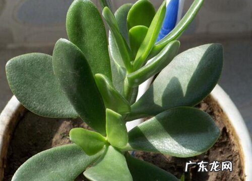 厚脸皮怎么养才能更旺盛