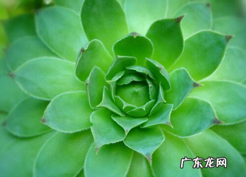 厚脸皮怎么养才能更旺盛