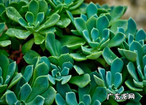 厚脸皮怎么养才能更旺盛